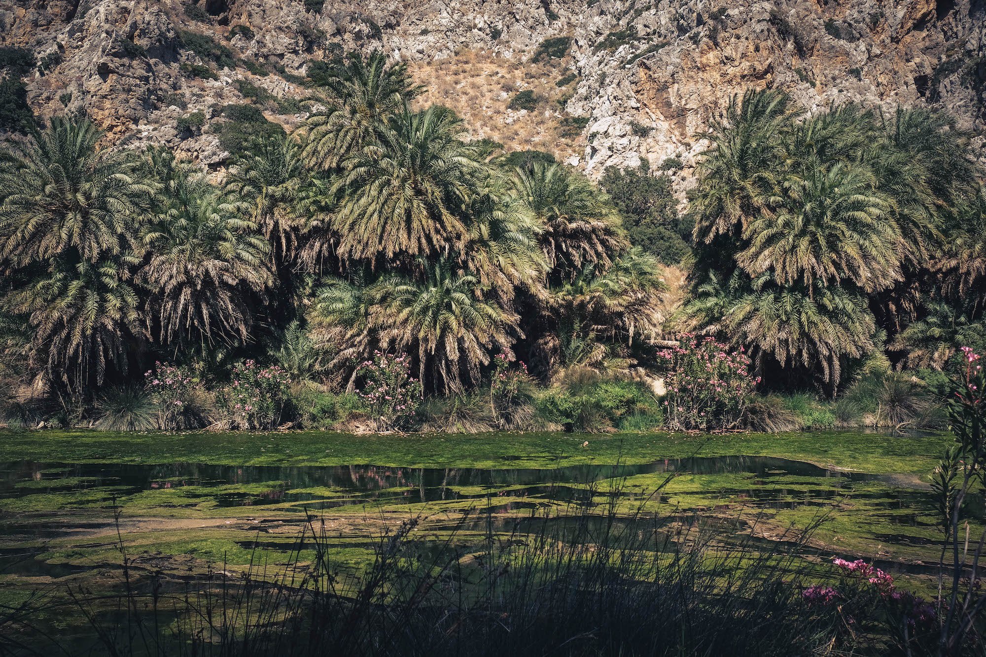 crete-palm-tree-previli beach-greece